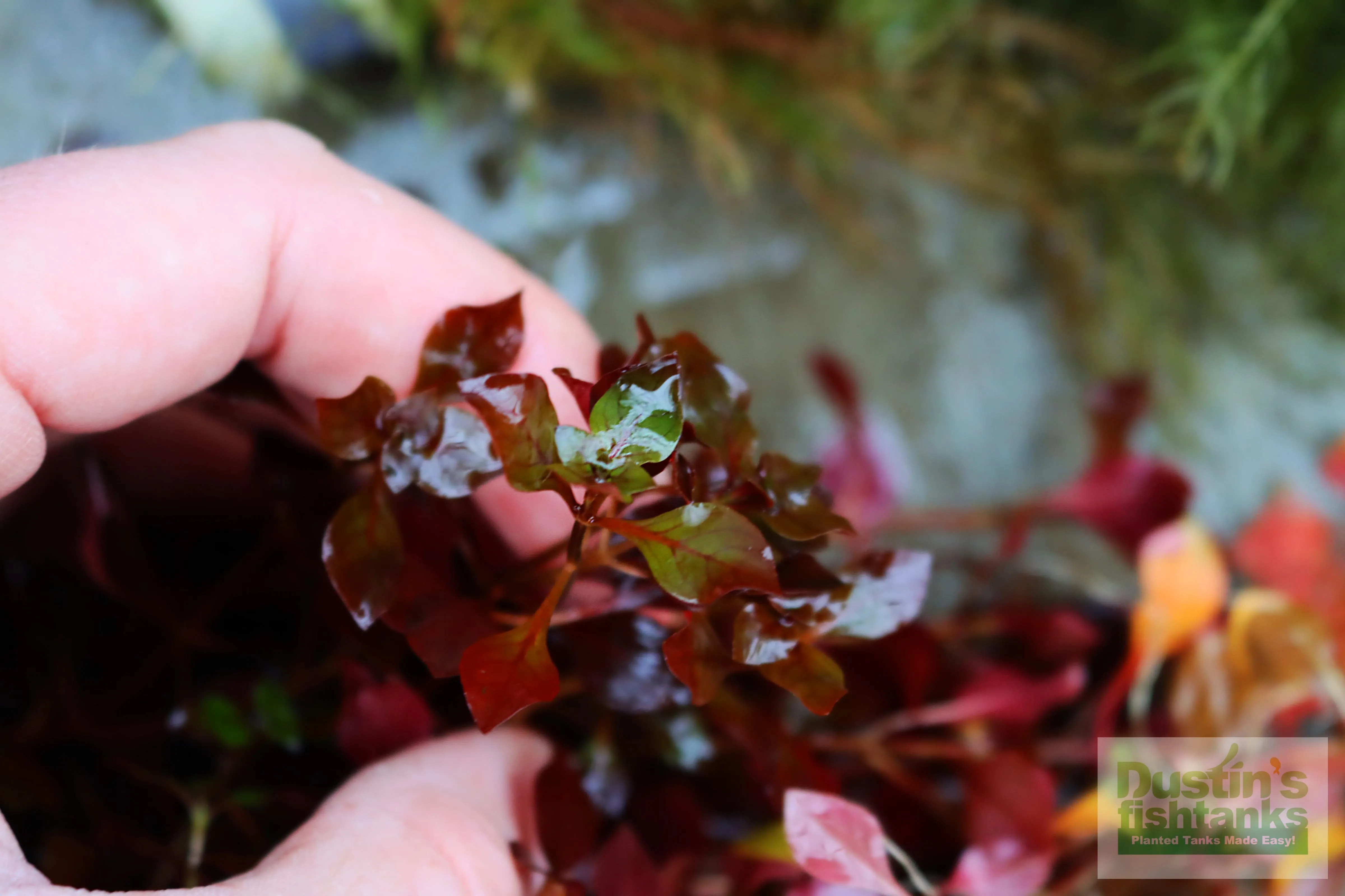 Ludwigia "Triple Red" Easy RED!