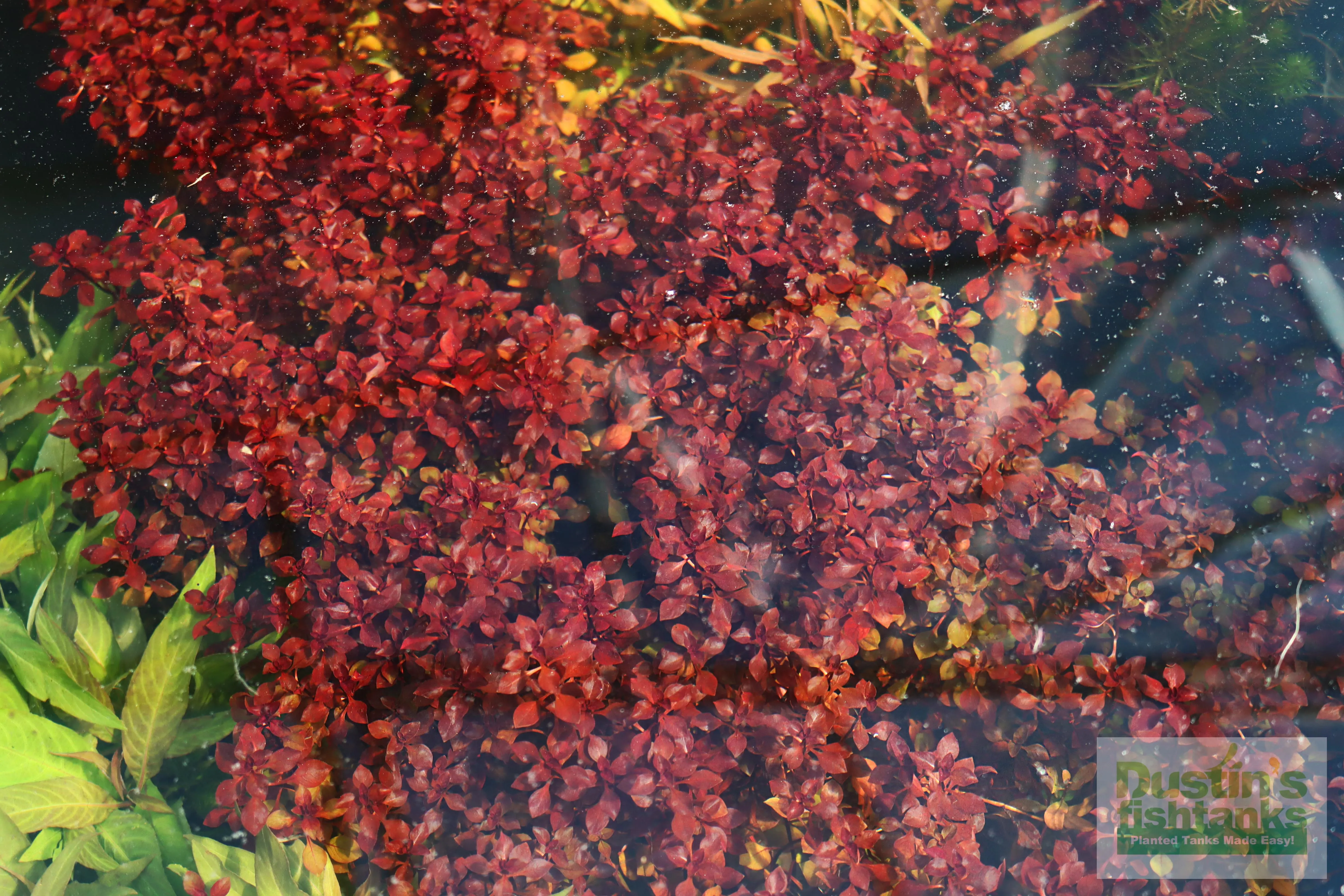 Ludwigia "Triple Red" Easy RED!