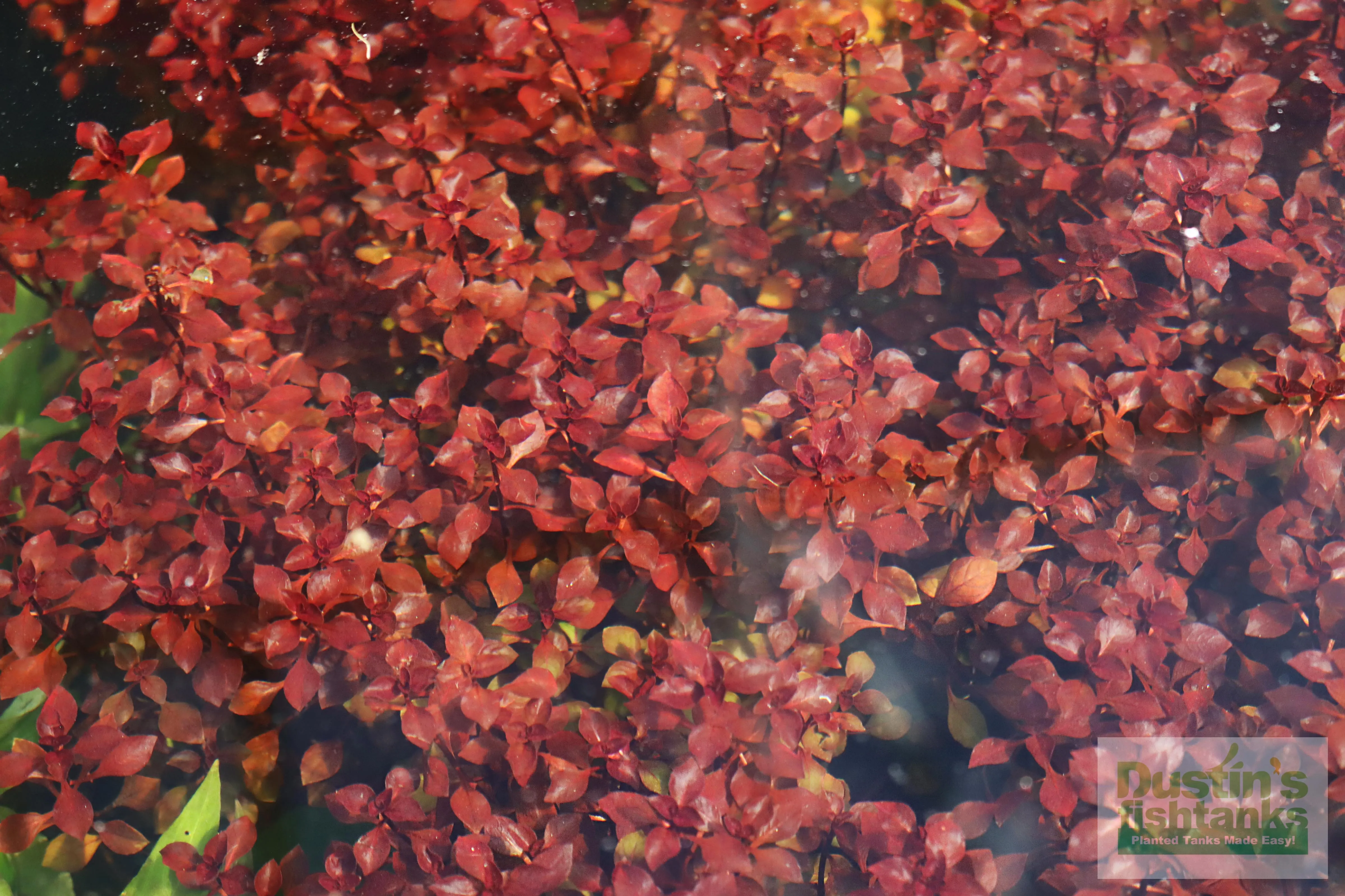 Ludwigia "Triple Red" Easy RED!