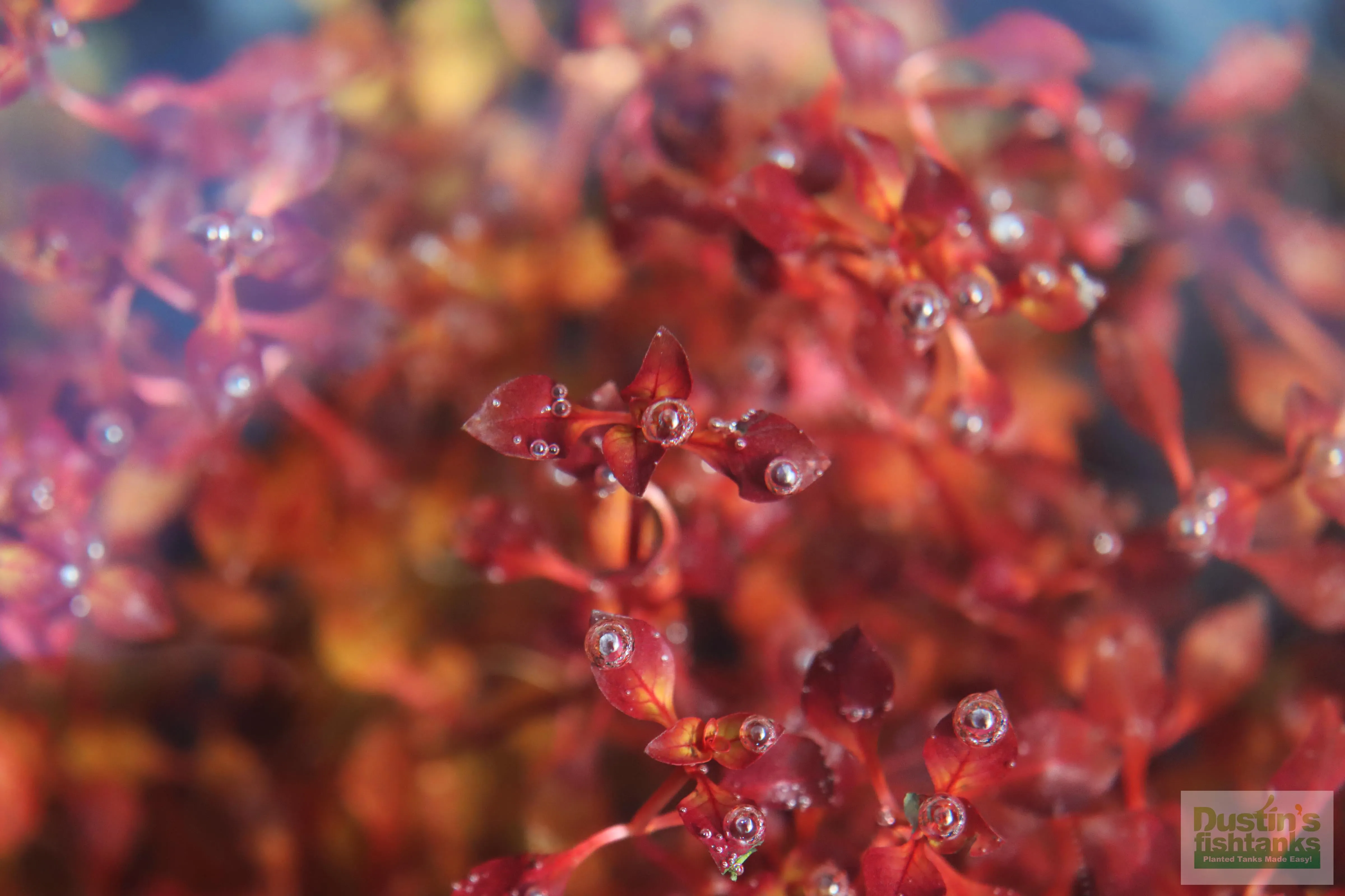 Ludwigia "Triple Red" Easy RED!