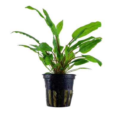 Tropica Cryptocoryne wendtii