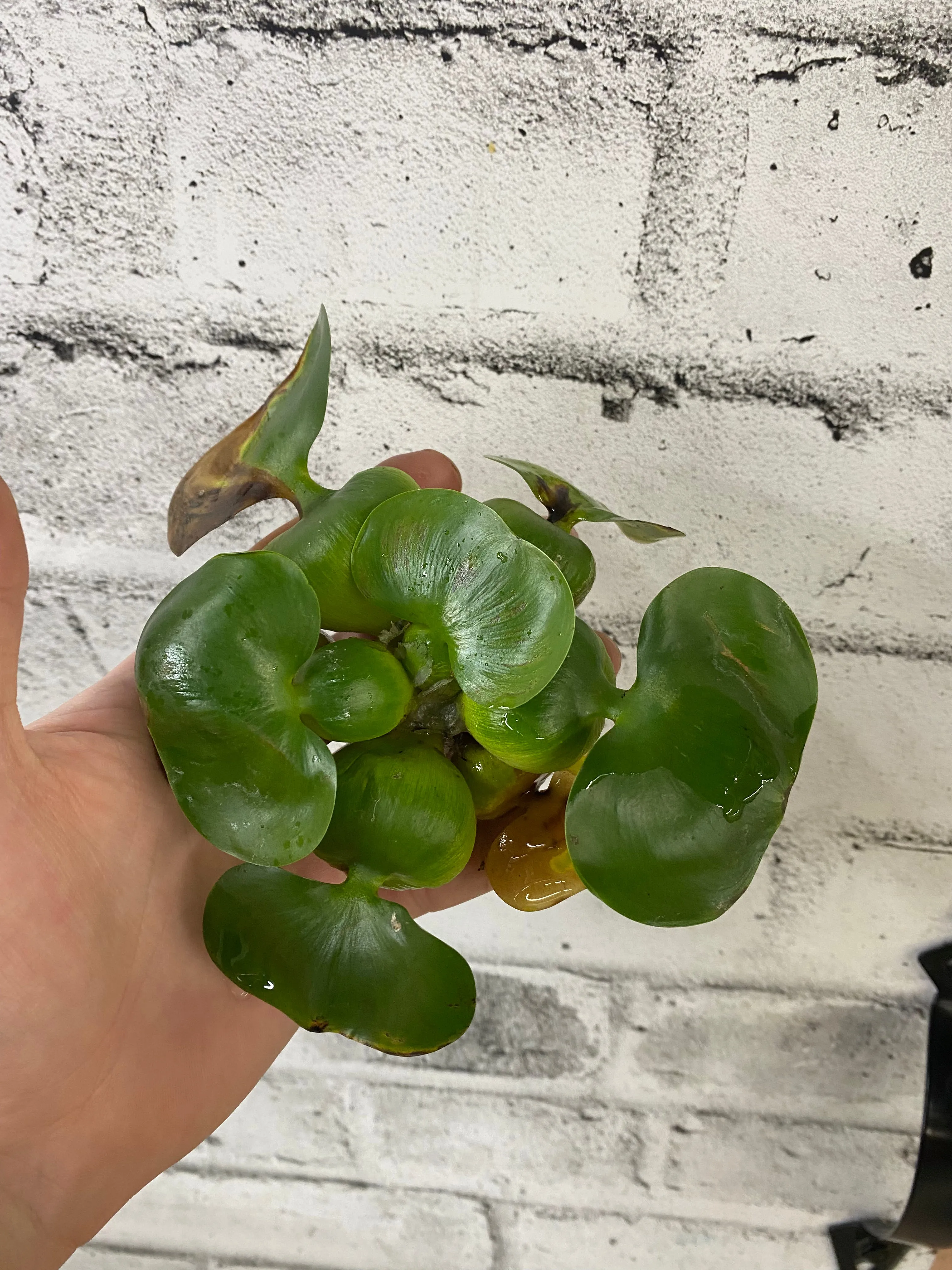 Water Hyacinth Pond Plant